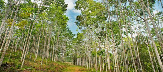 Reforestation